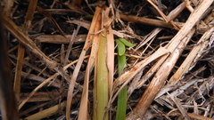 Fimbristylis complanata