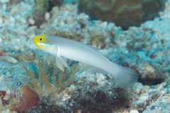 Valenciennea strigata