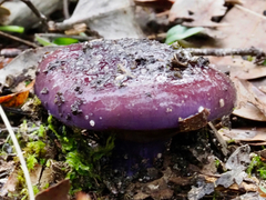 Cortinarius archeri