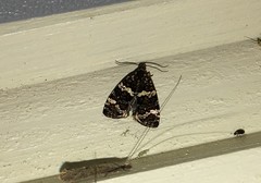 Celypha tiedemanniana