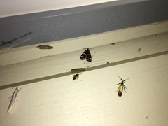 Celypha tiedemanniana