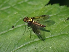 Chrysopilus tomentosus