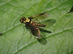 Chrysopilus tomentosus