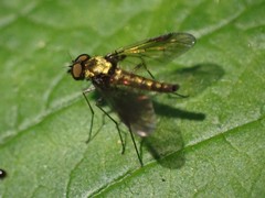 Chrysopilus tomentosus