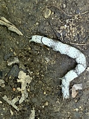 Parallelia bistriaris