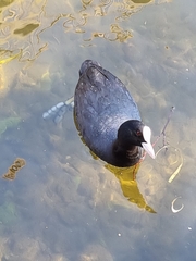 Fulica atra
