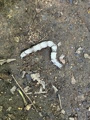 Parallelia bistriaris