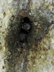 Tetragonula praeterita
