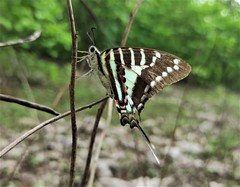 Graphium nomius nomius