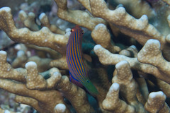 Pseudocheilinus hexataenia