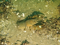 Pacifastacus leniusculus