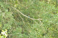 Pelargopsis capensis