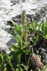 Diplodictyae