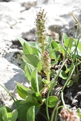 Diplodictyae