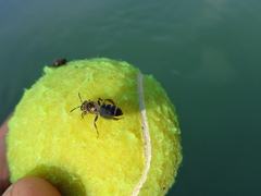 Halictus quadricinctus