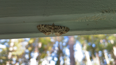 Eupithecia abietaria