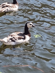 Branta leucopsis
