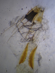 Niditinea striolella