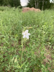 Silene latifolia alba