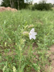 Silene latifolia alba