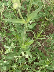 Silene latifolia alba