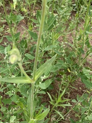Silene latifolia alba