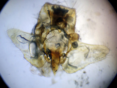 Pseudatemelia subochreella