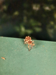 Colobodes billbergii