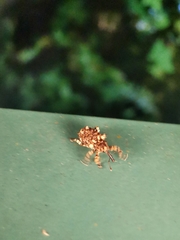 Colobodes billbergii