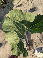 Petasites spurius