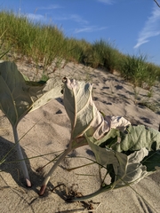 Petasites spurius