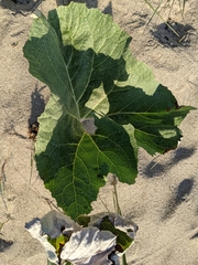 Petasites spurius