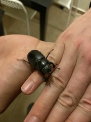 Lucanus tetraodon