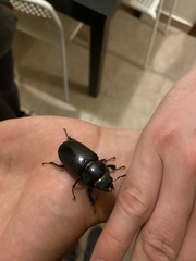 Lucanus tetraodon