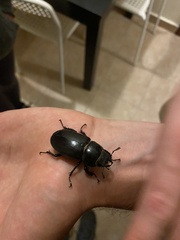 Lucanus tetraodon