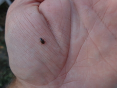 Enochrus quadripunctatus