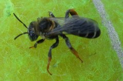 Halictus quadricinctus