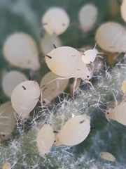 Aphis verbasci