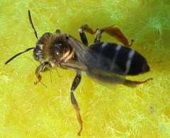 Halictus quadricinctus