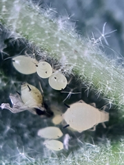 Aphis verbasci