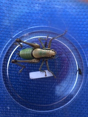 Eupholidoptera megastyla