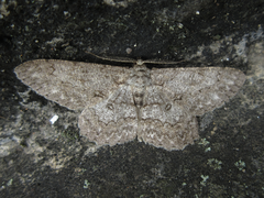 Hypomecis punctinalis