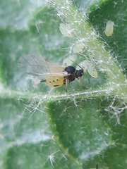 Aphis verbasci