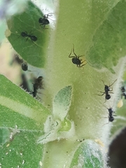 Aphis verbasci