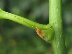 Celastrus flagellaris