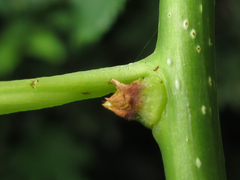 Celastrus flagellaris