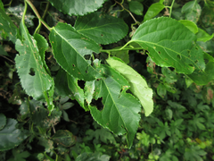 Celastrus flagellaris