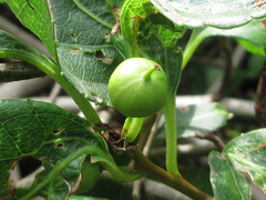 Celastrus flagellaris