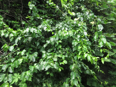 Celastrus flagellaris