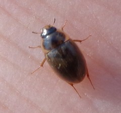 Enochrus quadripunctatus